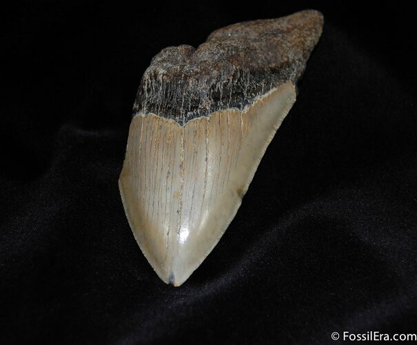 Megalodon Tooth #102